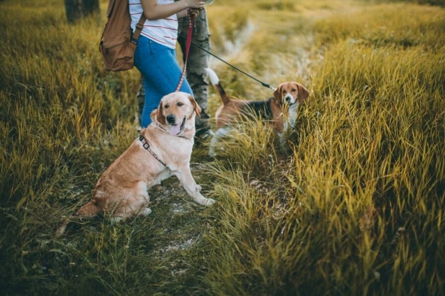 Beagle und Labrador unterwegs